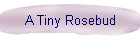 A Tiny Rosebud